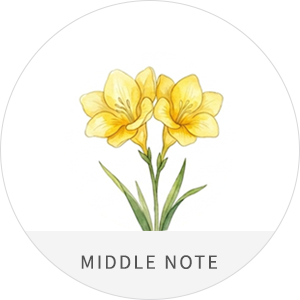MIDDLE NOTE : 프리지아 이미지